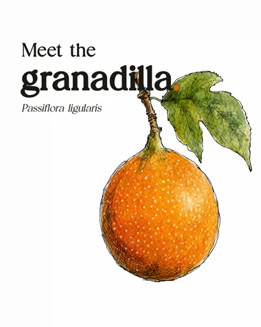 Meet Your Fruit · granadilla